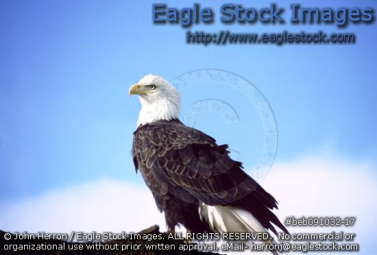 Beautiful bald eagle picture with sky and cloud background [beb091032-17] - bust of free wild eagle.